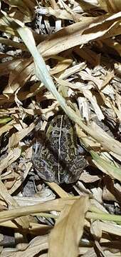 Image of Short-footed Frog