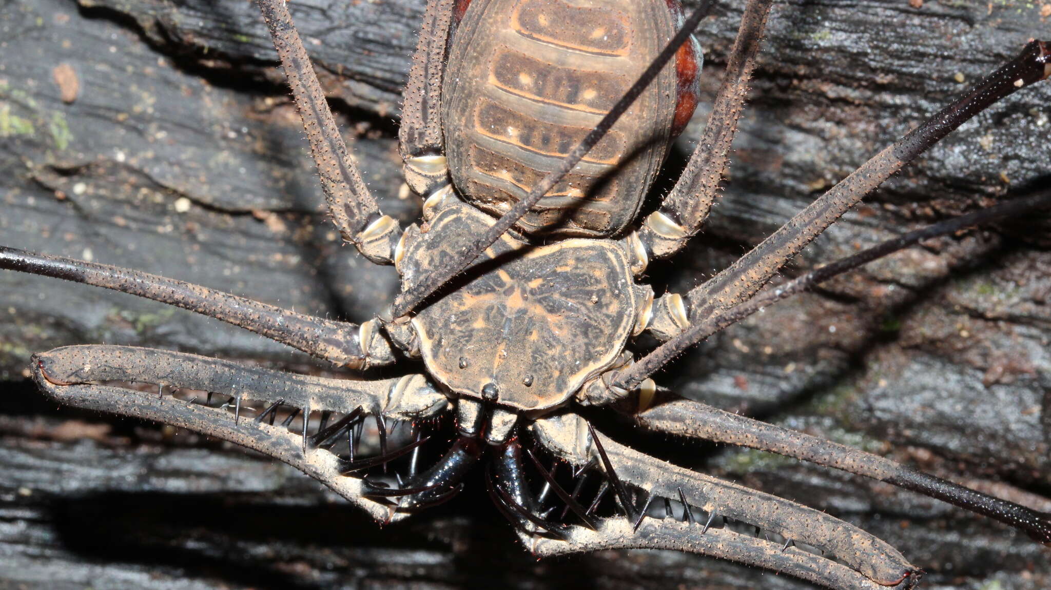 Image of Heterophrynus batesii (Butler 1873)