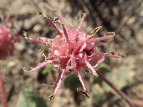 Image of large-fruited sand verbena