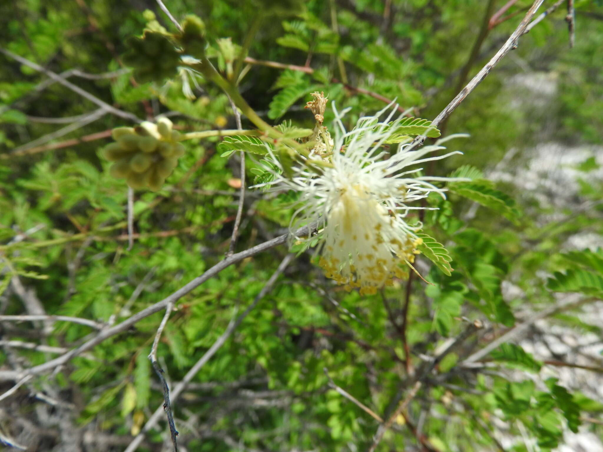 Plancia ëd Desmanthus covillei (Britton & Rose) B. L. Turner