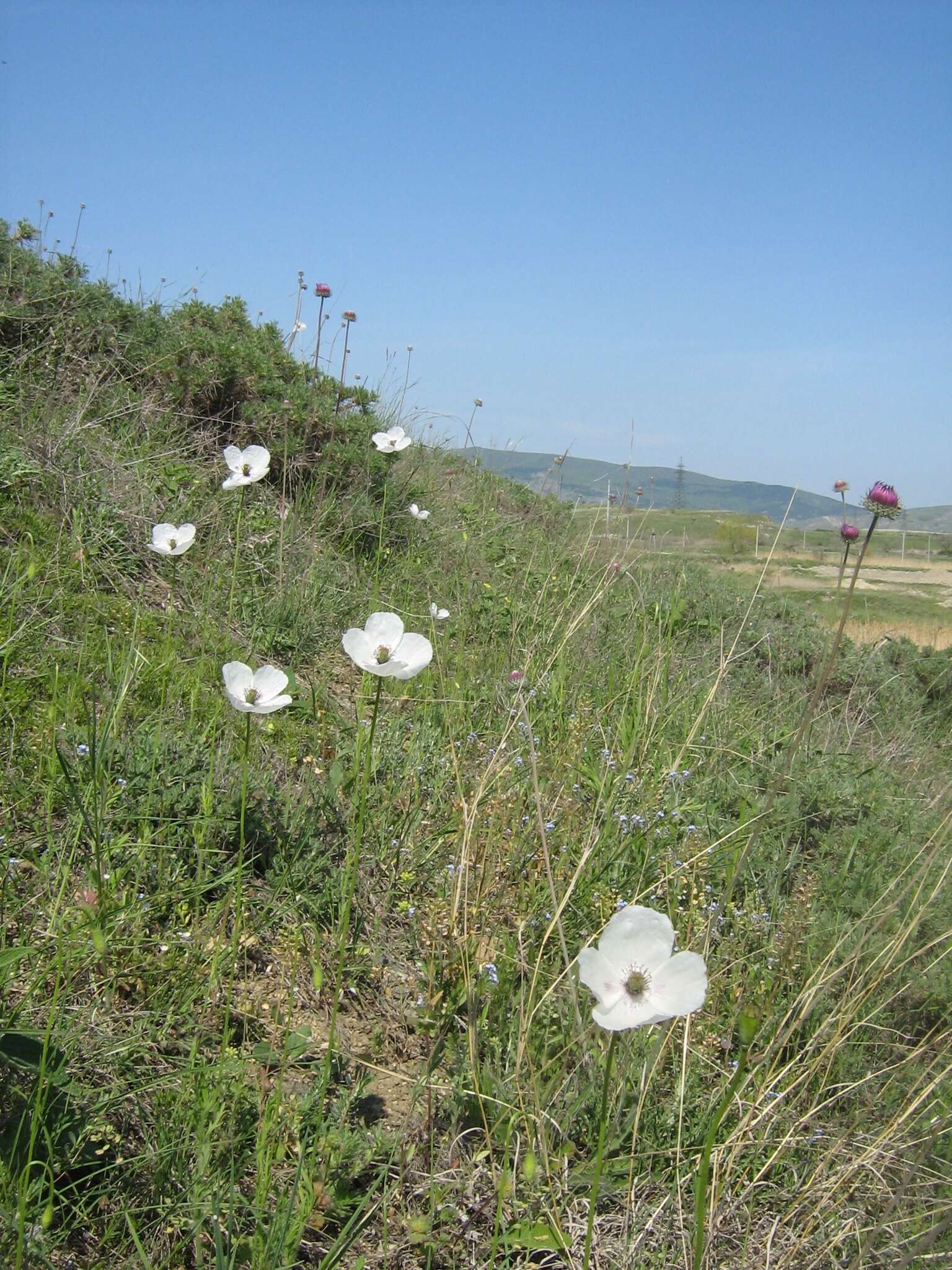 Image of Papaver albiflorum (Elkan) Pacz.