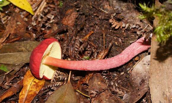 Imagem de Boletellus obscurecoccineus (Höhn.) Singer 1945