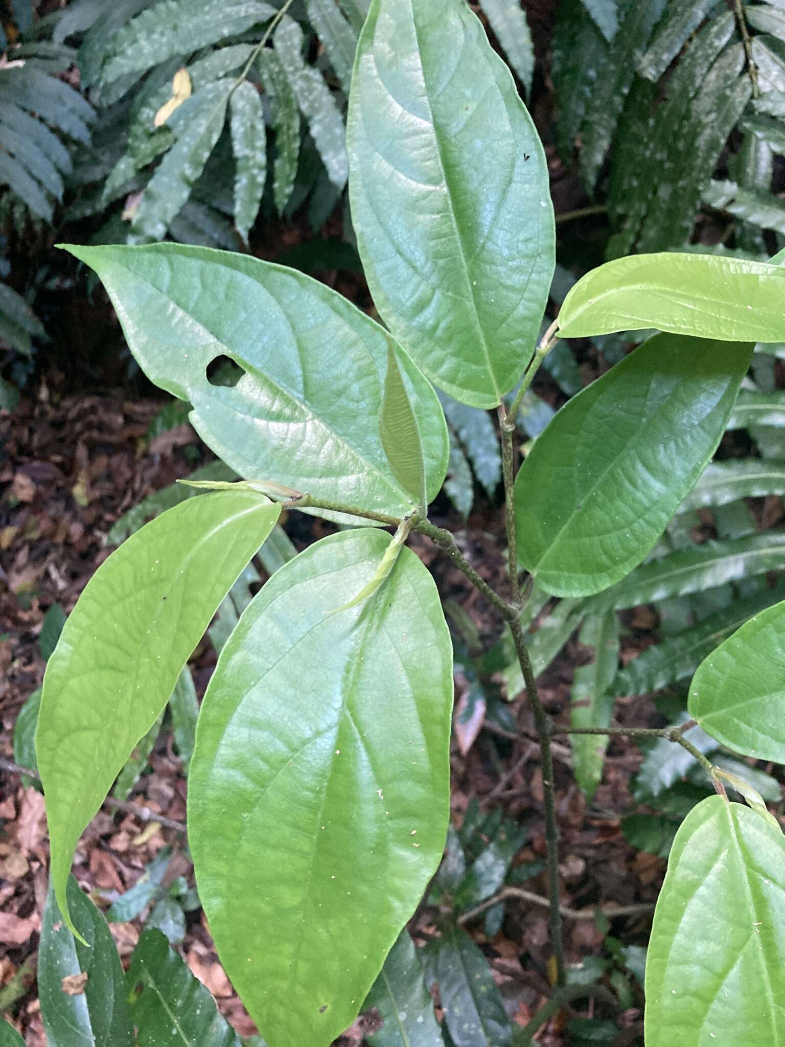 Image of Caracas pepper