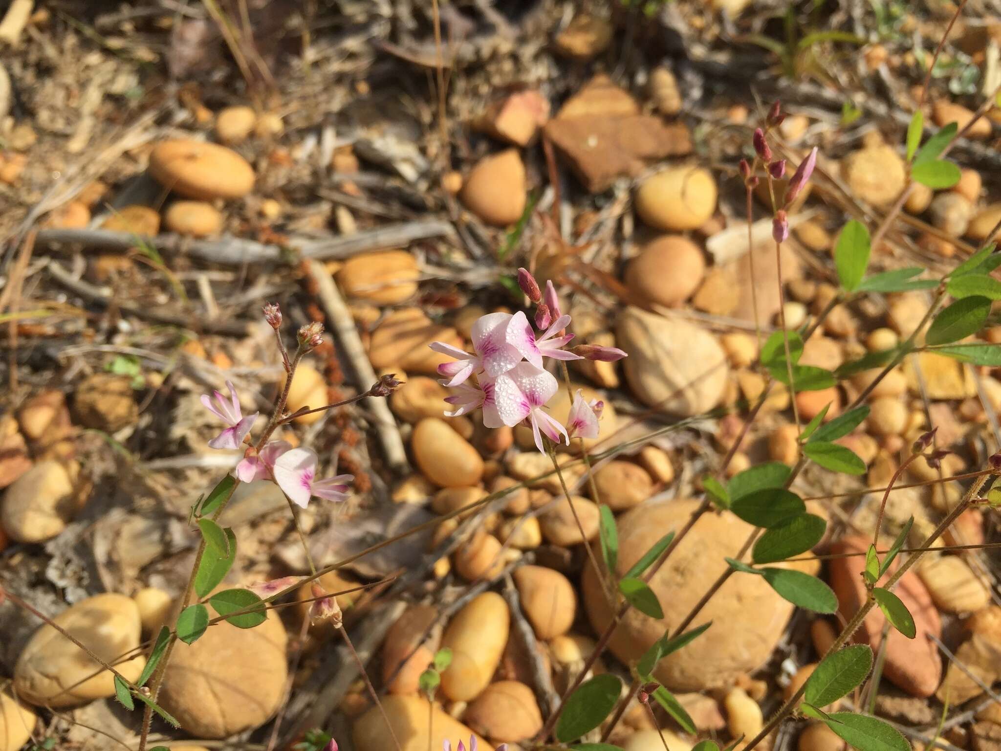 Image de Lespedeza repens (L.) W. P. C. Barton