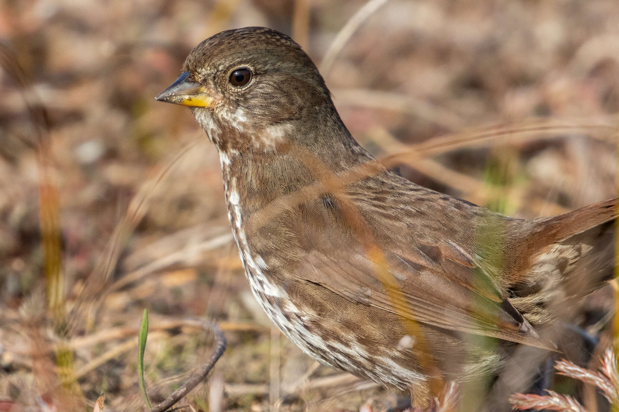 Image of Passerella iliaca annectens Ridgway