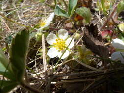 Image of Virginia strawberry