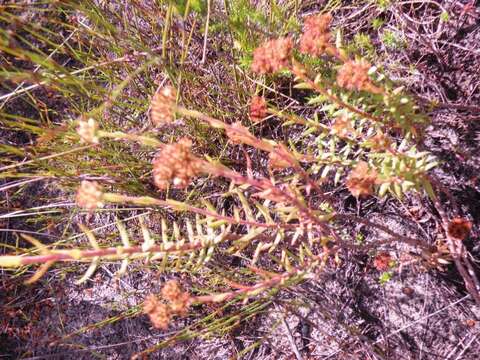 Image of Crassula subulata L.