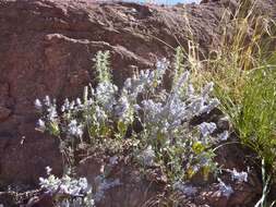 Image de Salvia parryi A. Gray