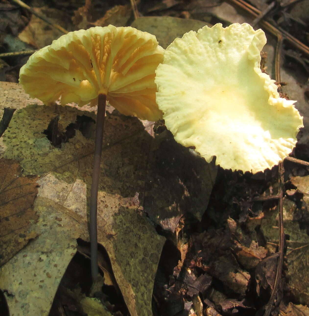 Imagem de Marasmius delectans Morgan 1905