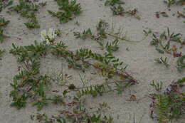 Image de Oxytropis sordida