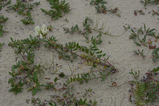 Plancia ëd Oxytropis sordida