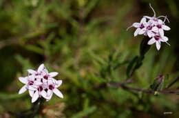 Image of Stevia satureifolia (Lam.) Lam.