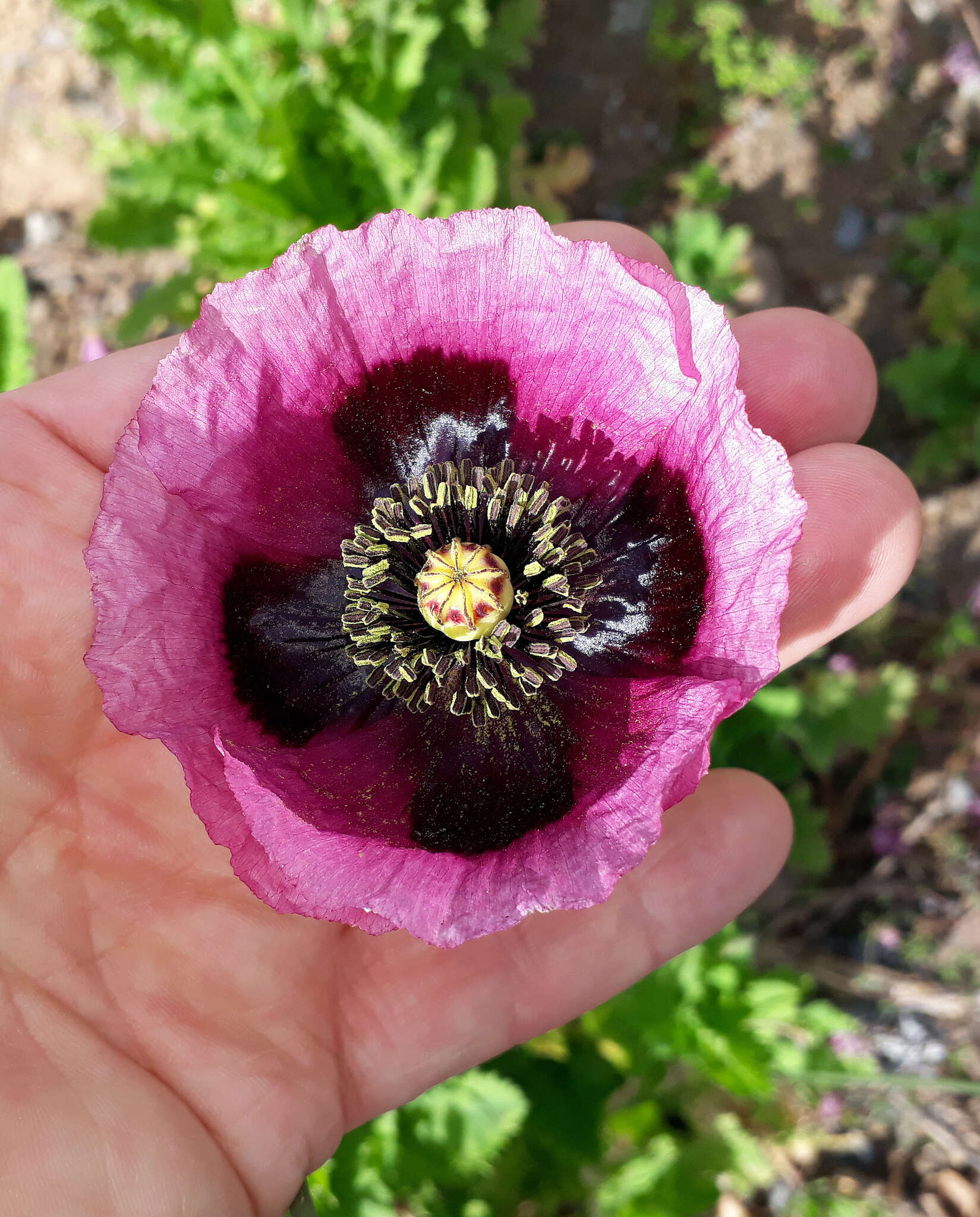 Imagem de Papaver setigerum DC.