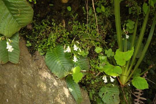 Image of Streptocarpus pusillus Harvey ex C. B. Clarke