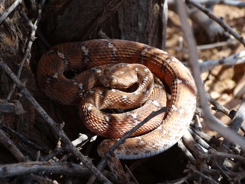 Image of Egyptian Saw-scaled Viper