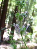 Слика од Stachys rigida subsp. quercetorum (A. Heller) Epling