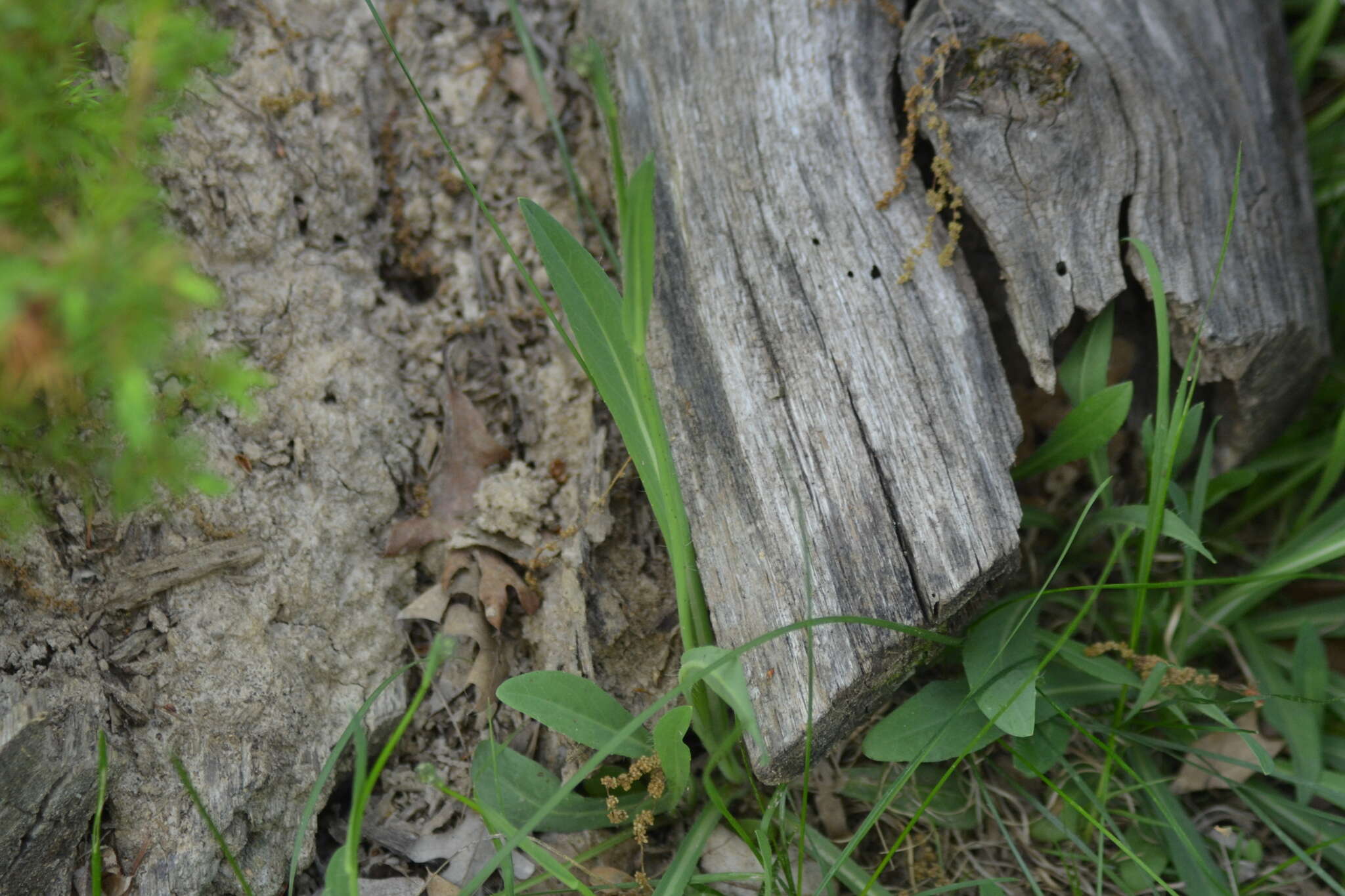 Image de Pilosella piloselloides (Vill.) Sojak