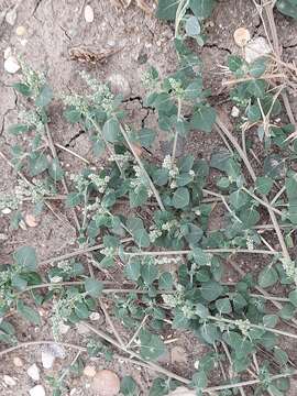 Image of Chenopodium sosnowskyi Kapeller