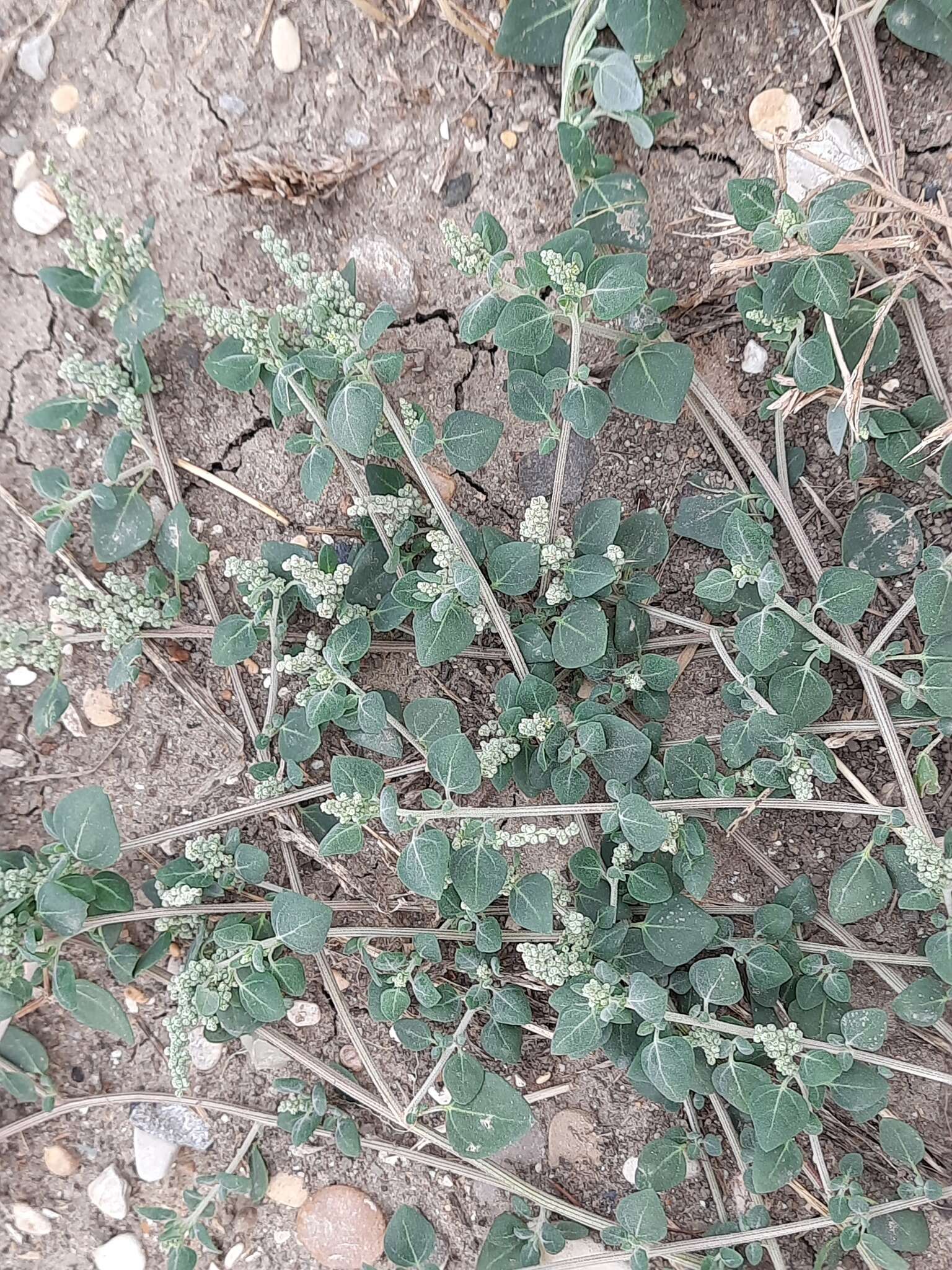 Image of Chenopodium sosnowskyi Kapeller