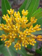 Image of Asclepias pilgeriana Schltr.