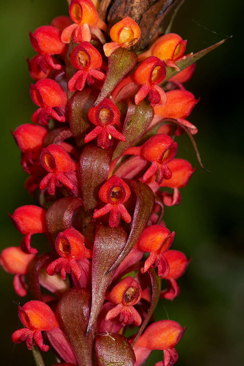 Image of Satyrium coriophoroides A. Rich.