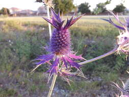 Image of Leavenworth's eryngo