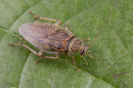 Image of Cockroach