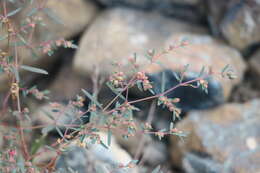 Euphorbia arabica Hochst. & Steud. ex T. Anderson resmi