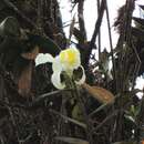 صورة Sobralia citrea Dressler