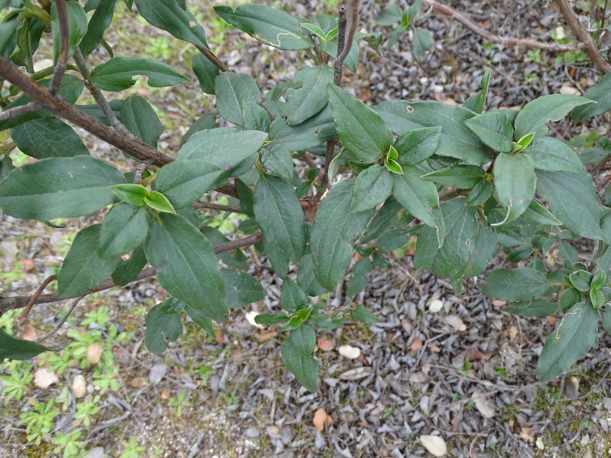 Image of Laurel-leaved Rock-rose