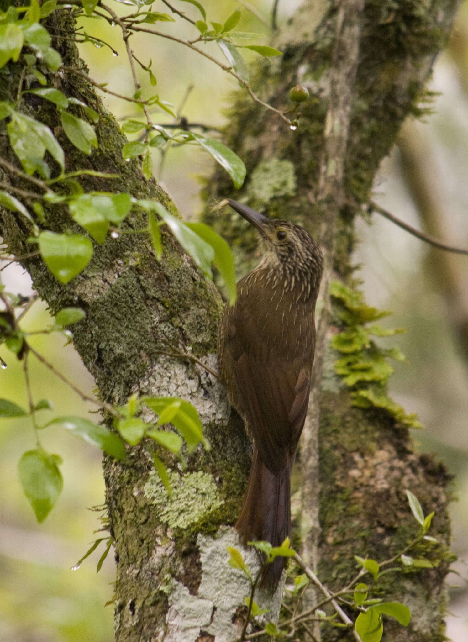 Image of Planalto Woodcreeper