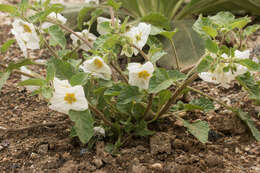 Image of large false groundcherry