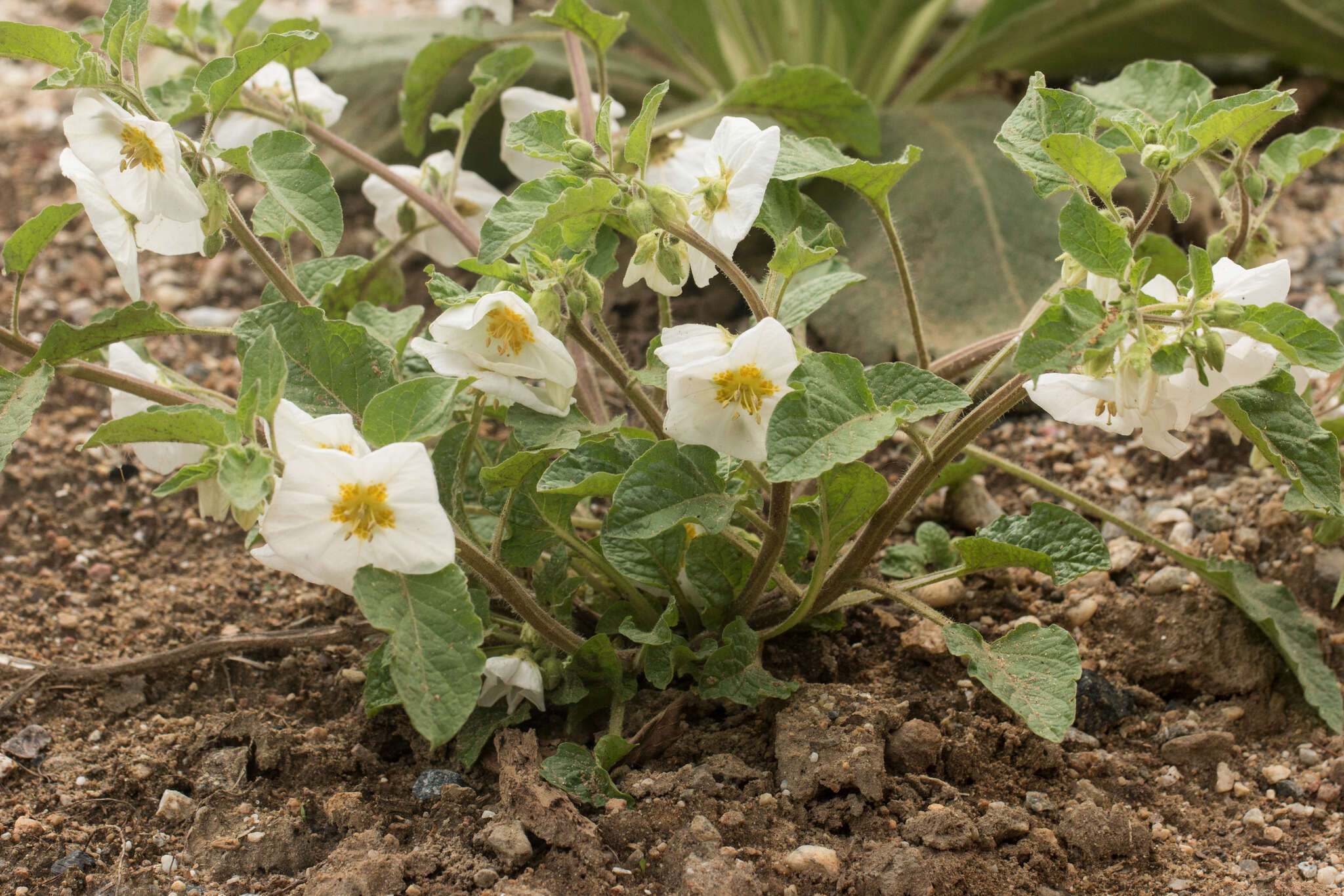 Image of large false groundcherry