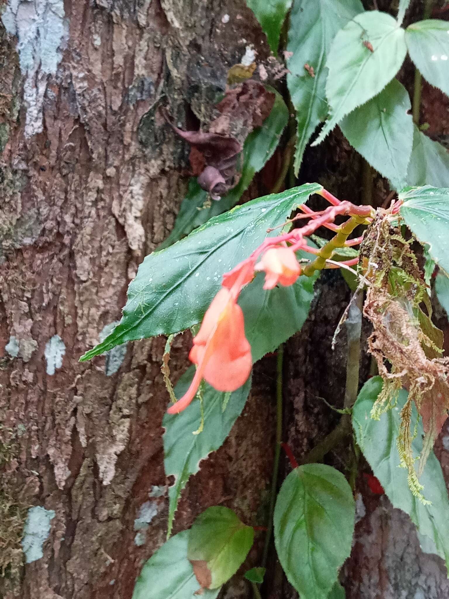 Image of Begonia rossmanniae A. DC.