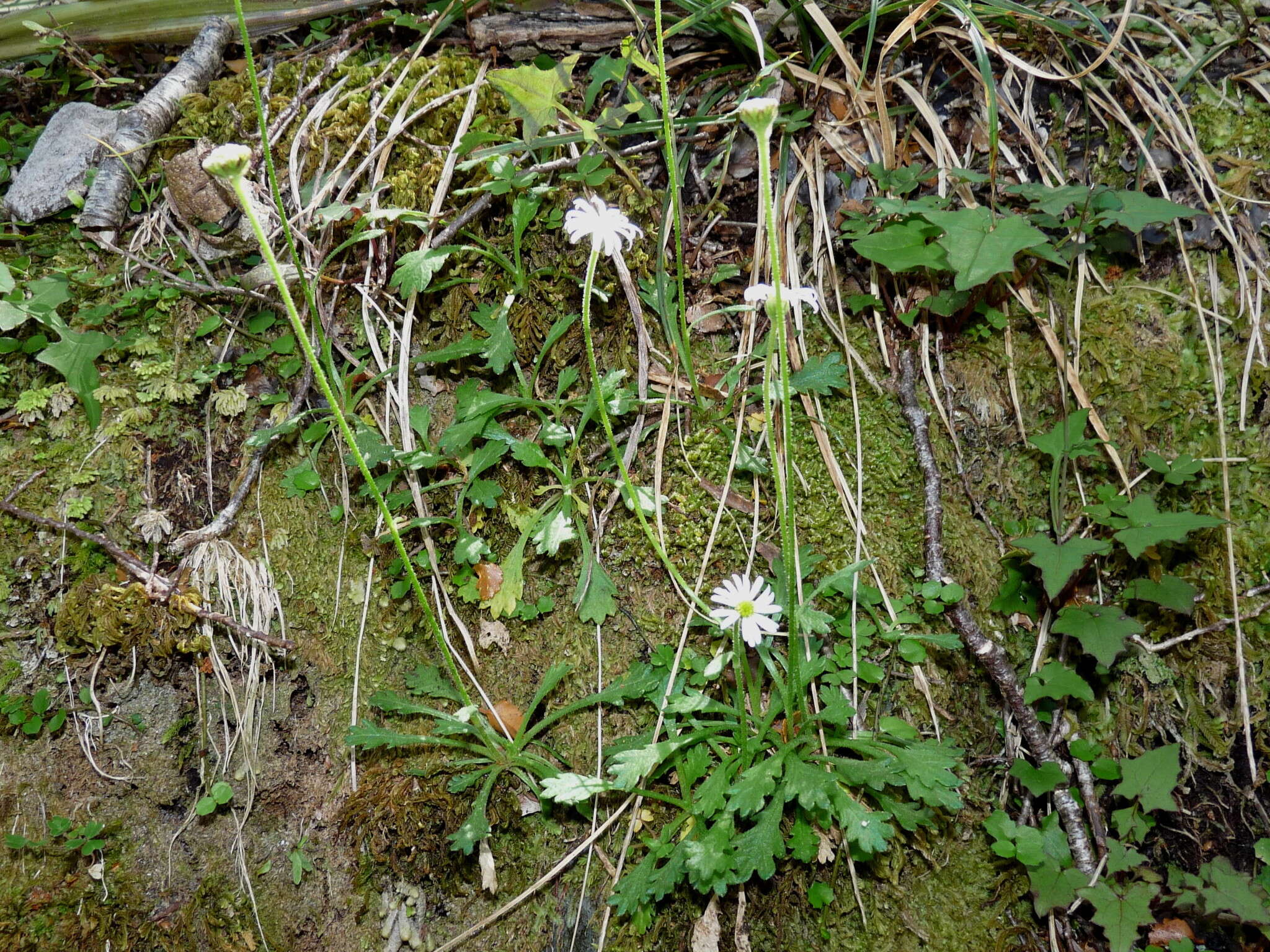 Image of Brachyscome radicata Hook. fil.