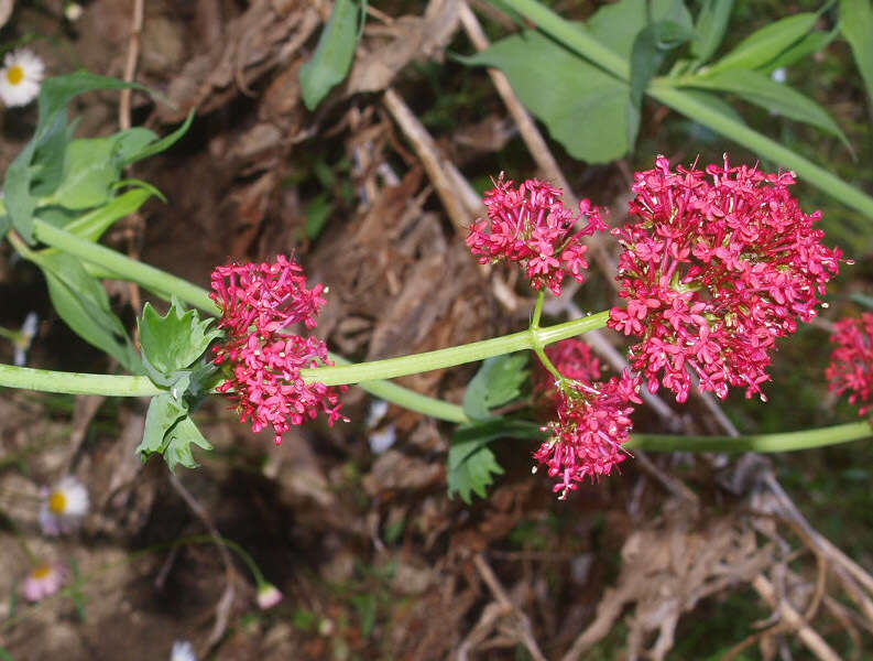 Image of Red Valerian