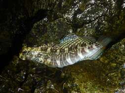 Image of Coral Blenny