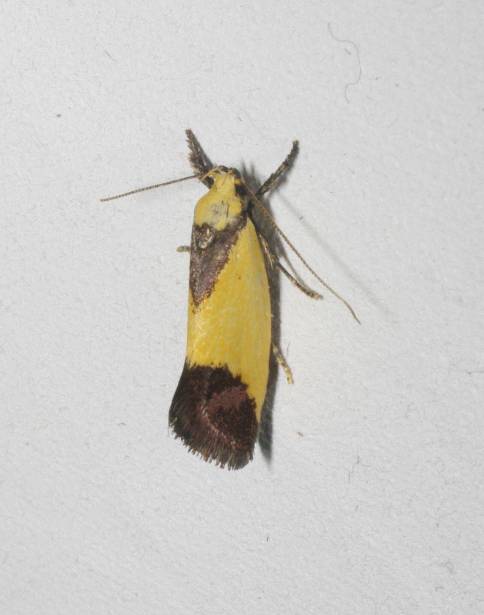 Image of Crepidosceles exanthema Meyrick 1885