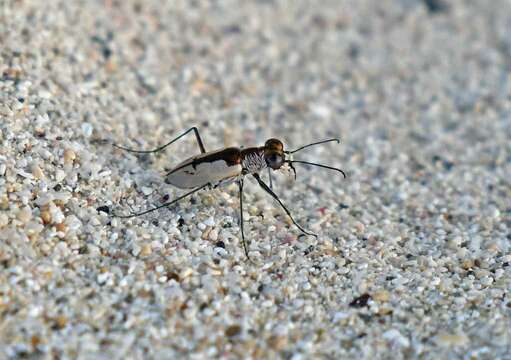 Sivun Cylindera (Plectographa) suturalis (Fabricius 1798) kuva