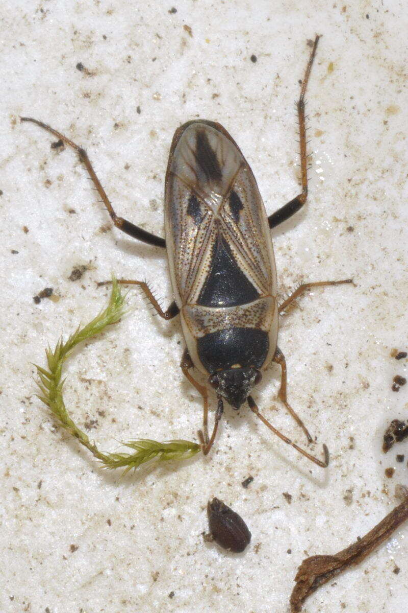 Rhyparochromus (Xanthochilus) quadratus (Fabricius & J. C. 1798) resmi