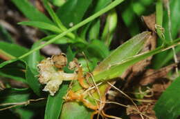 Image of Peruvian dodder