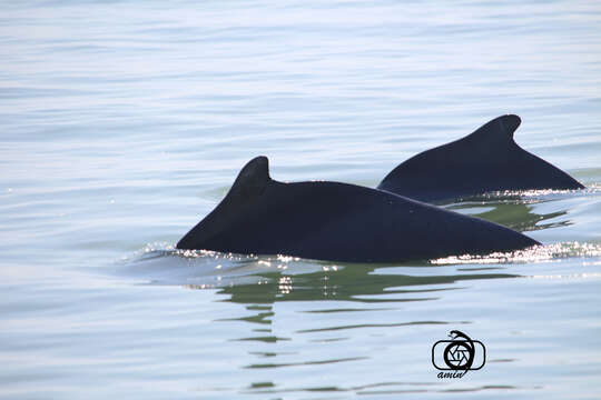 Image of Indian Humpback Dolphin