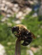 Imagem de Bombus flavidus Eversmann 1852