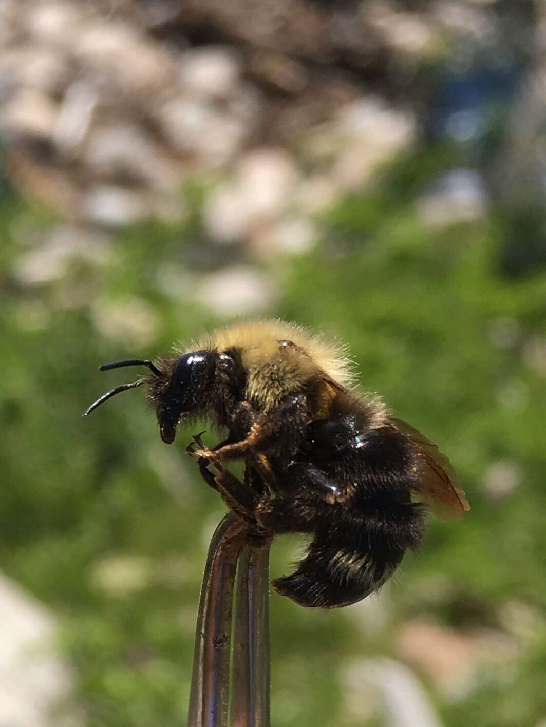 صورة Bombus flavidus Eversmann 1852