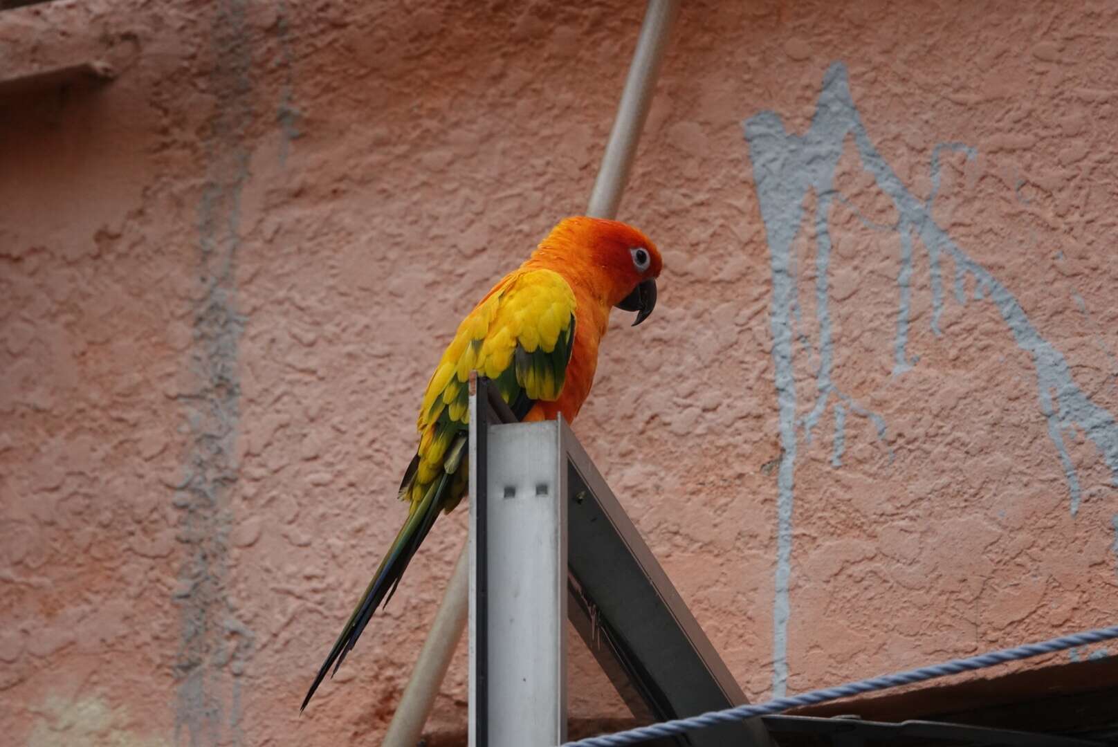 Image of Sun Parakeet