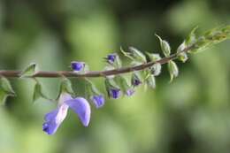 Imagem de Salvia costaricensis Oerst.