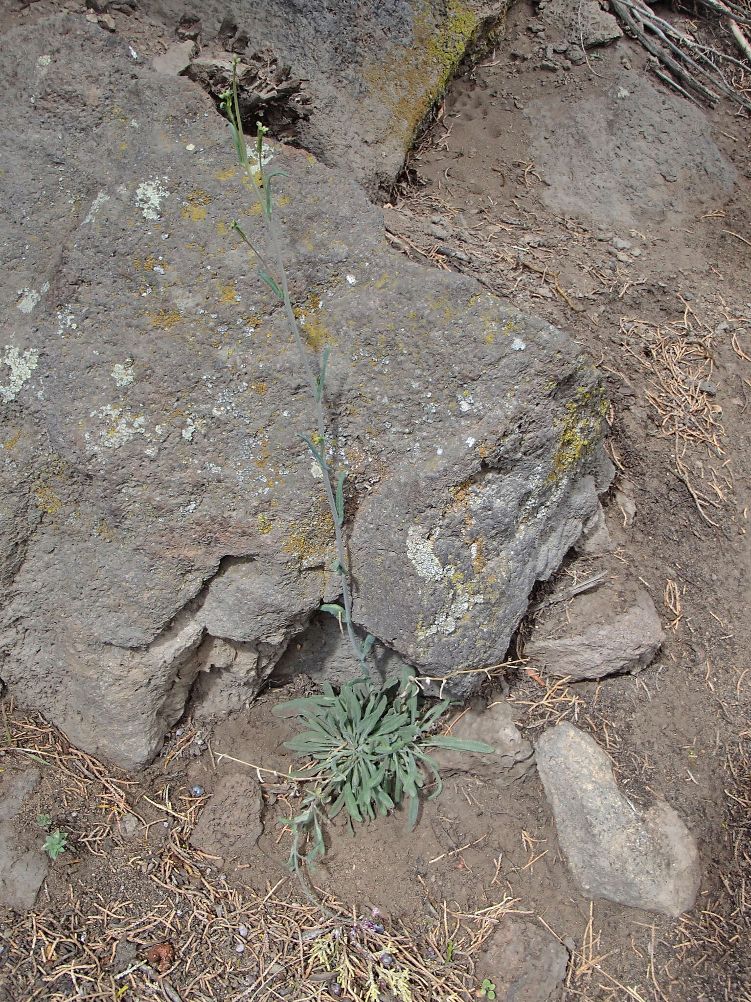 Слика од Boechera sparsiflora (Nutt.) Dorn