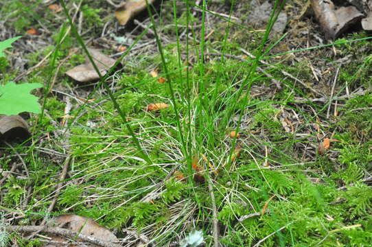 Plancia ëd Festuca occidentalis Hook.