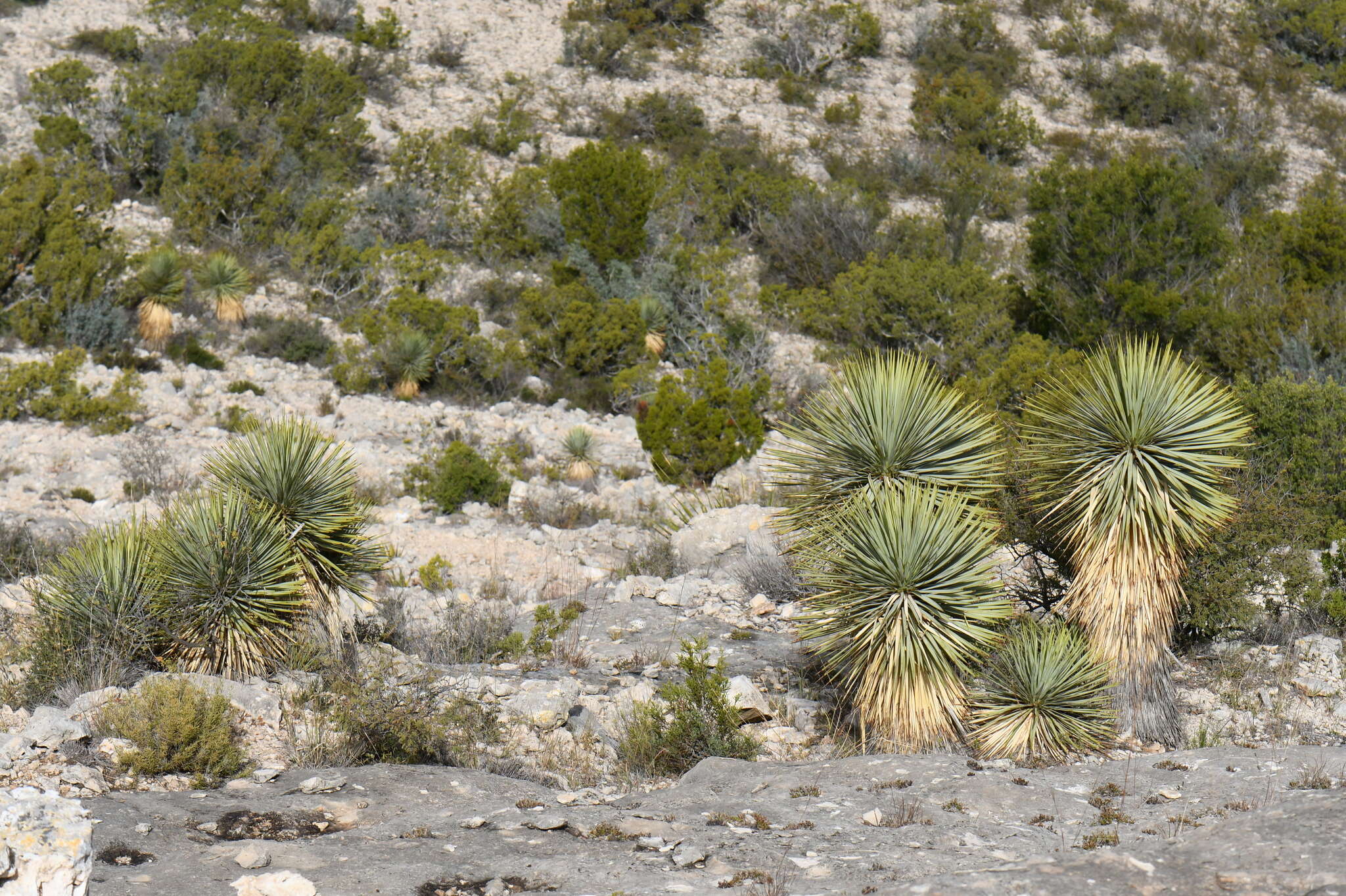 Слика од Yucca thompsoniana Trel.