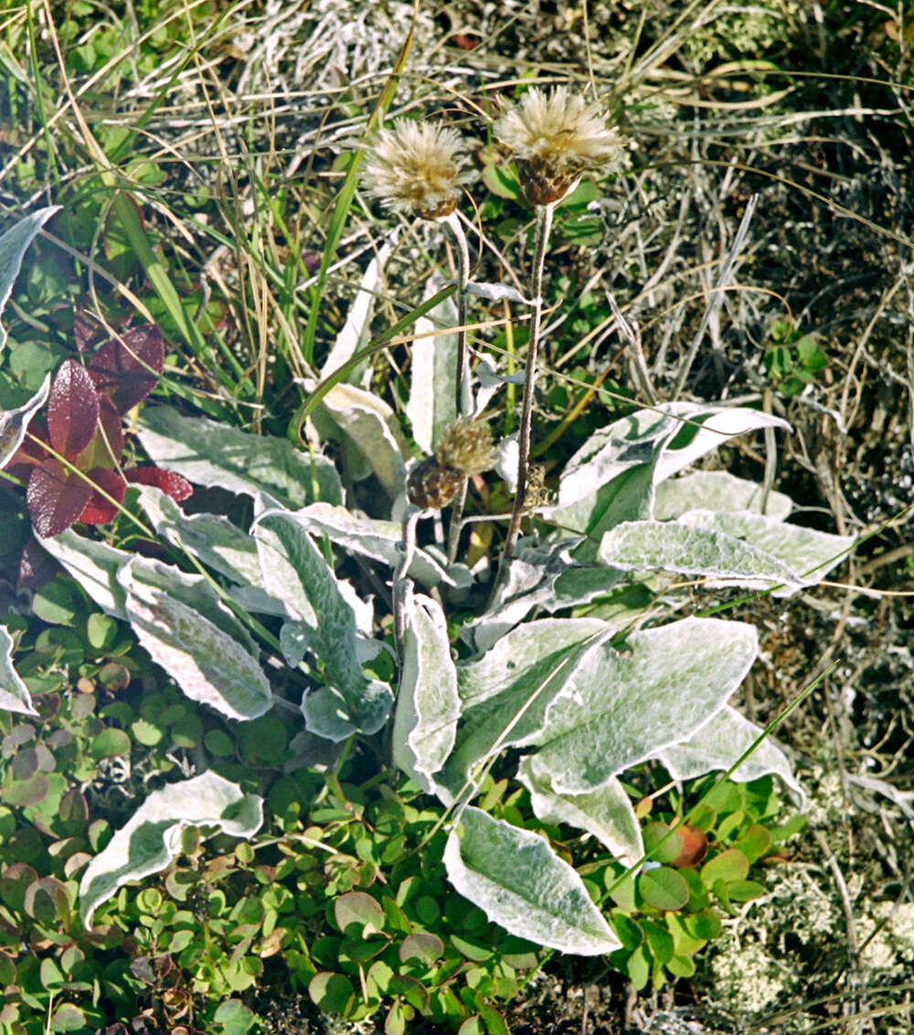 Image of Saussurea vyschinii V. Yu. Barkalov